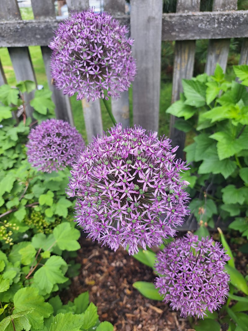 Violette Blütenkugeln des Zierlauchs vor einem grauen Holzzaun.