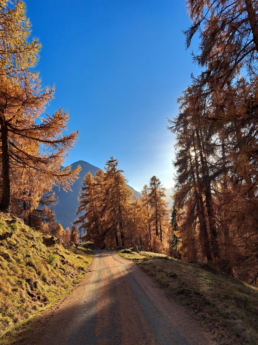 Waldweg zwischen Lärchen in Herbstfarben im Gegenlicht, dahinter ein Berg.