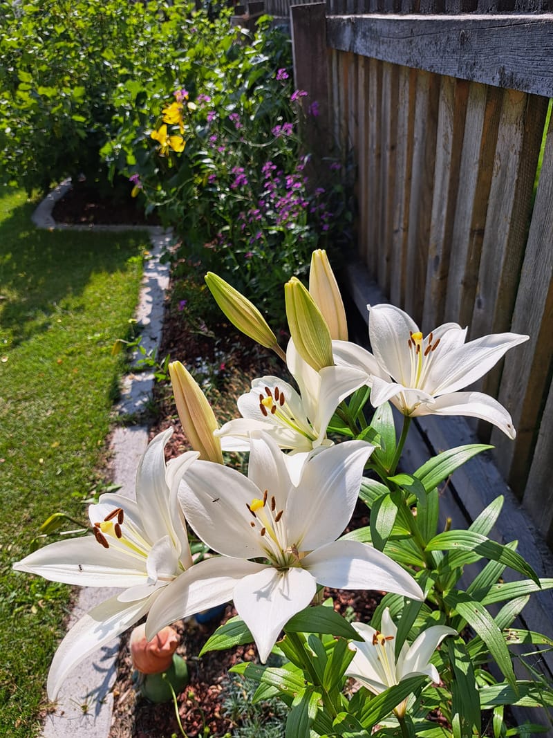 Weisse Lilien im Sonnenlicht, dahinter ein Beet mit violetten Blumen, der Rasen und ein Holzzaun.