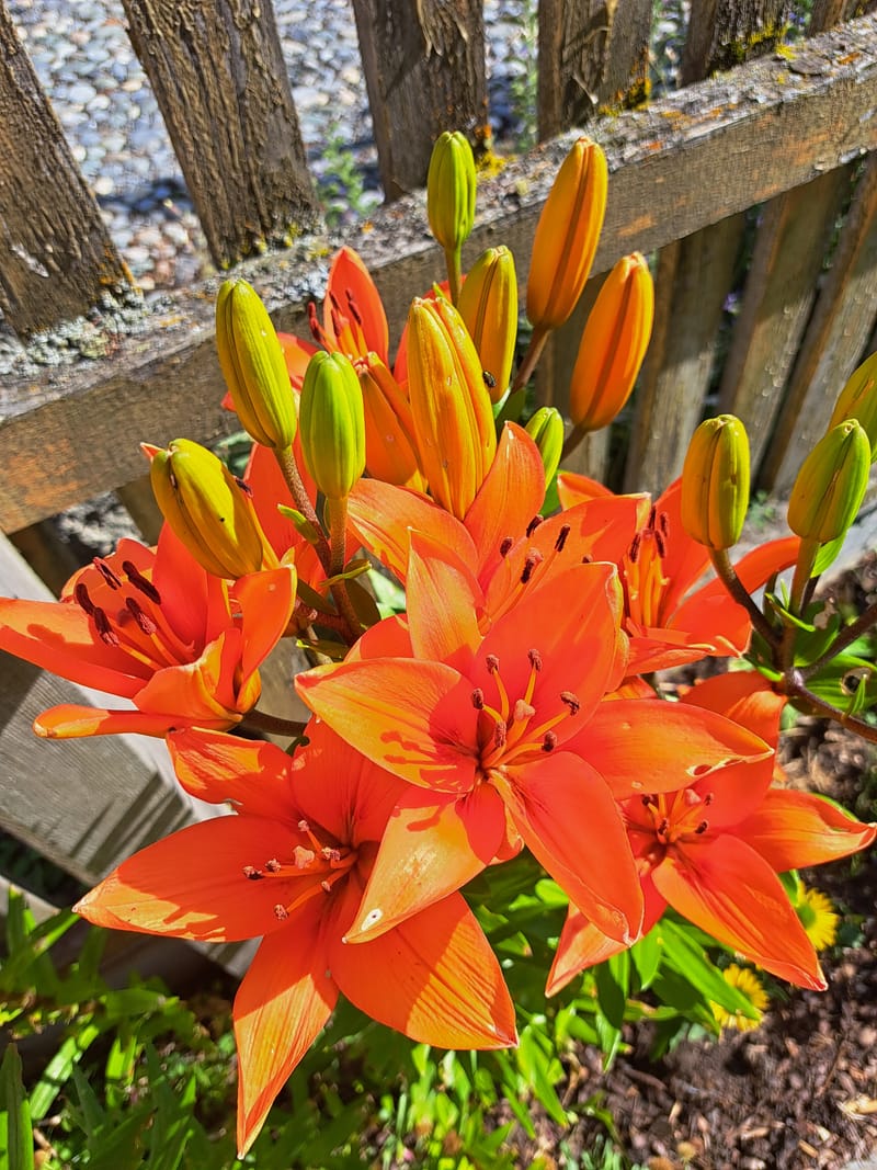 Orange Lilien in der Sonne, dazwischen noch geschlossene Knospen.
