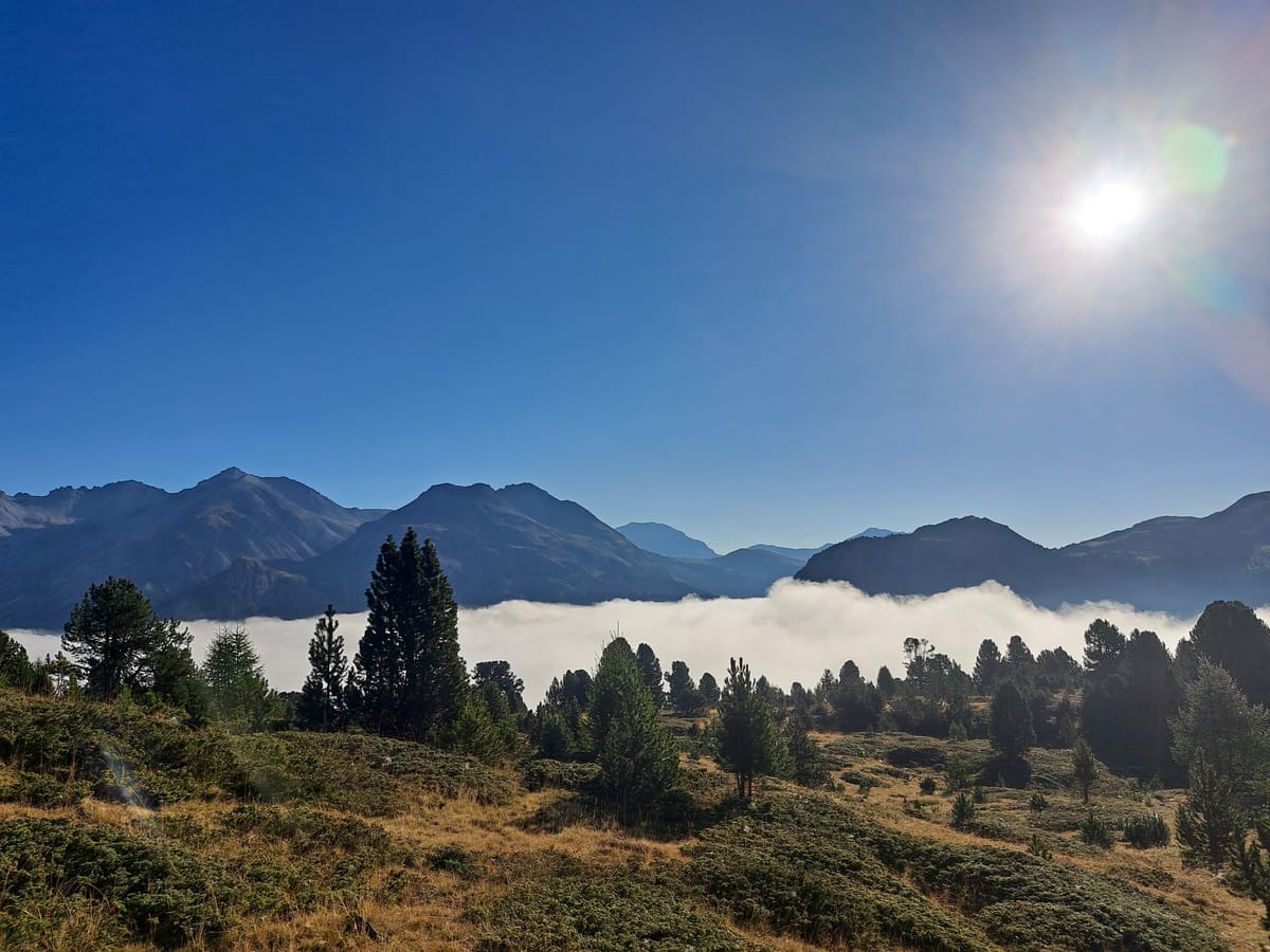 Nebelmeer im Tal unter blauem Himmel, im Vordergrund Arven, dahinter die Berge des Engadins.
