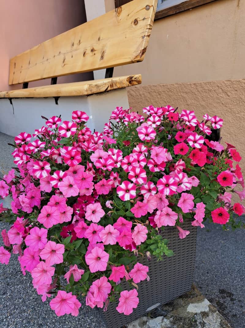 Kübel mit rosa Petunien vor dem Arvenbänkli am Hauseingang.