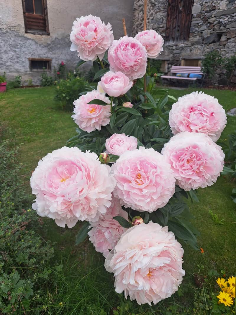 Pfingstrosenstrauch mit hellrosa Blüten im Garten vor der Hauswand.