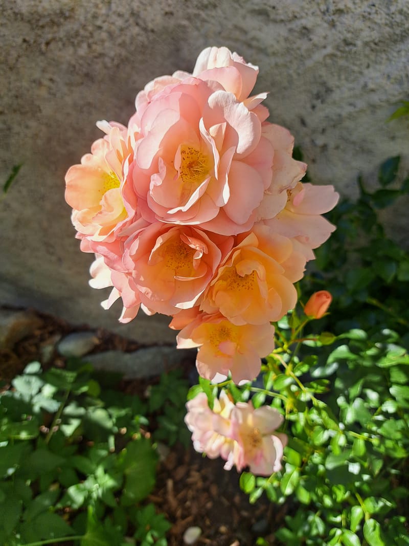 Pfirsichfarbene Rosen in der Abendsonne vor einer Steinmauer.