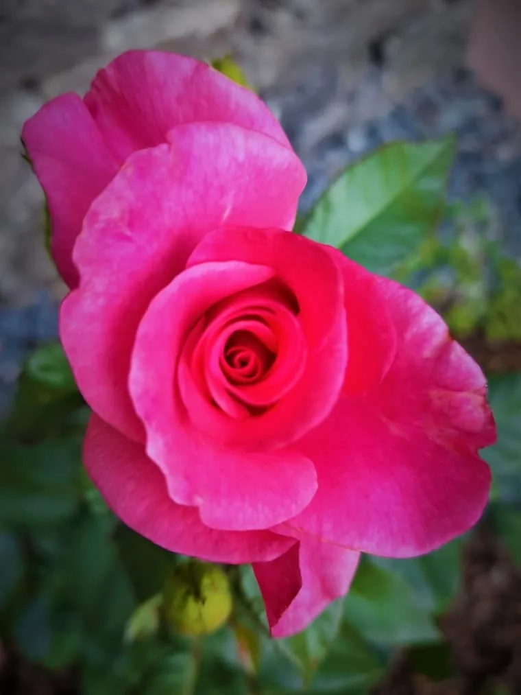 Aufgeblühte pinke Rose im Garten vor einer Steinmauer.